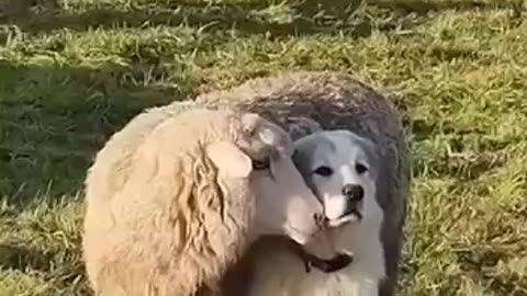 Sheep Won’t Stop Smelling the Guard Dog!