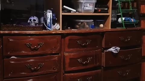 Hayate Cat TV Archive 05/04/2023