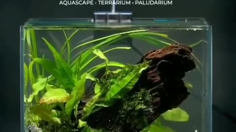 lets make mini aquascape