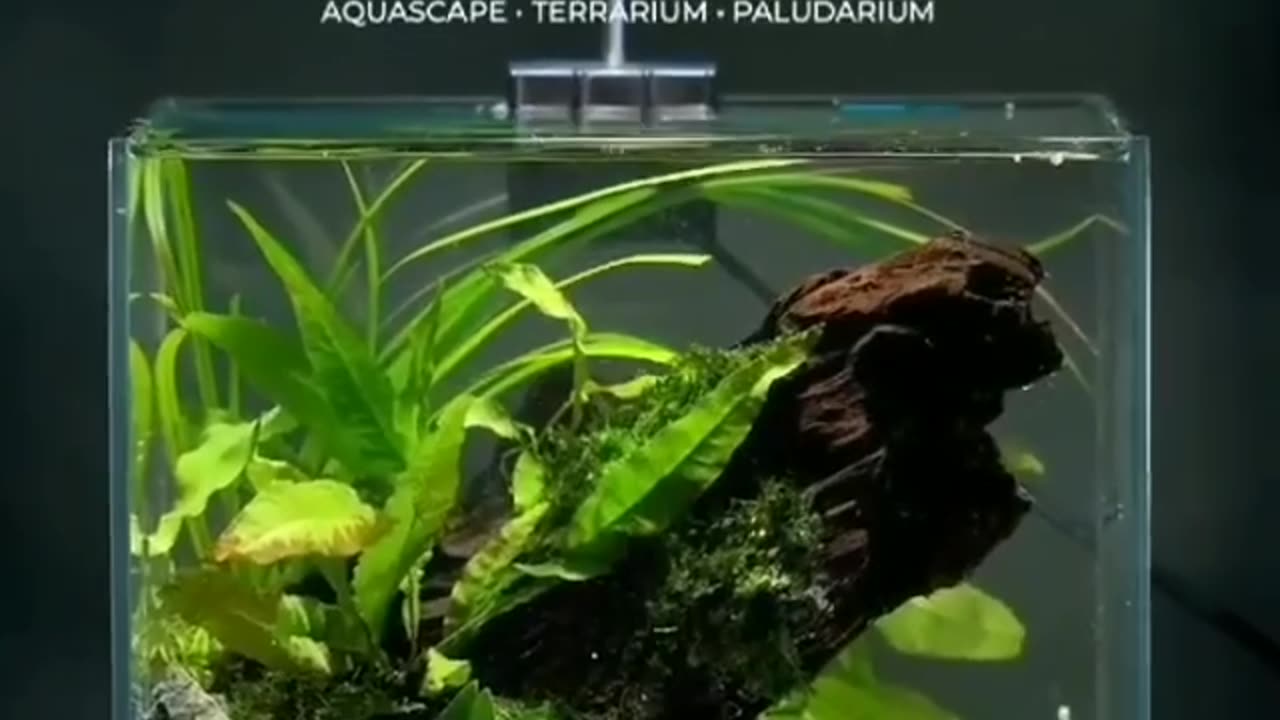 lets make mini aquascape