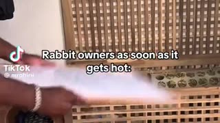🐇🌞 Rabbit Owners in Summer! | FunFM