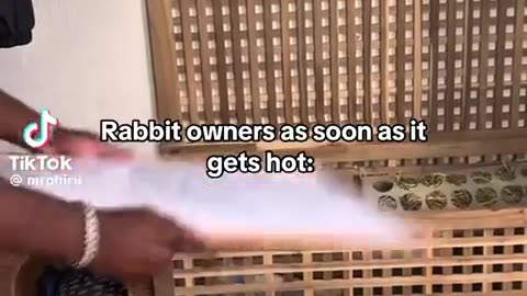 🐇🌞 Rabbit Owners in Summer! | FunFM