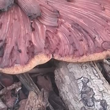 Unknown Maroon Fungi