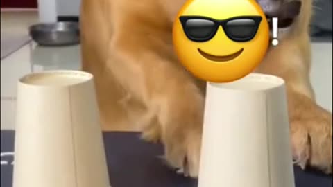 funny dog short video #funny #animals #short #viral #fun #sad #sad #top #foryou