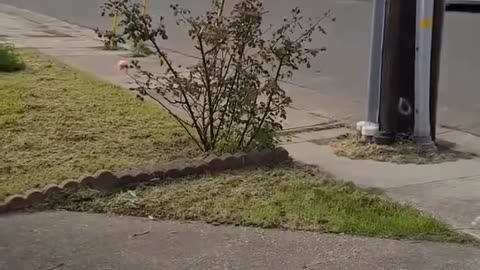 Another Liberal with TDS