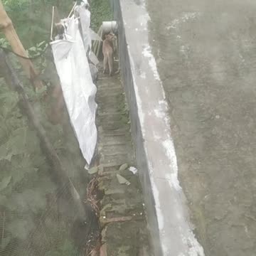 A cat was looking for a mouse.