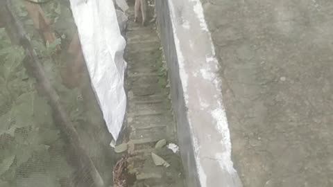 A cat was looking for a mouse.