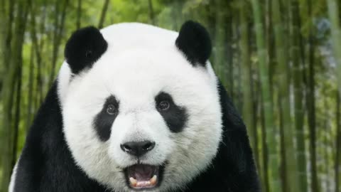 How to Eat Like a Panda 🐼?