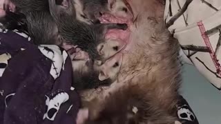 Rescue a poor opossum…