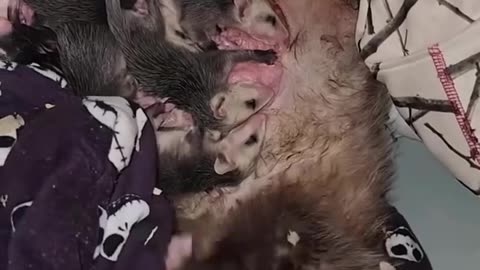 Rescue a poor opossum…