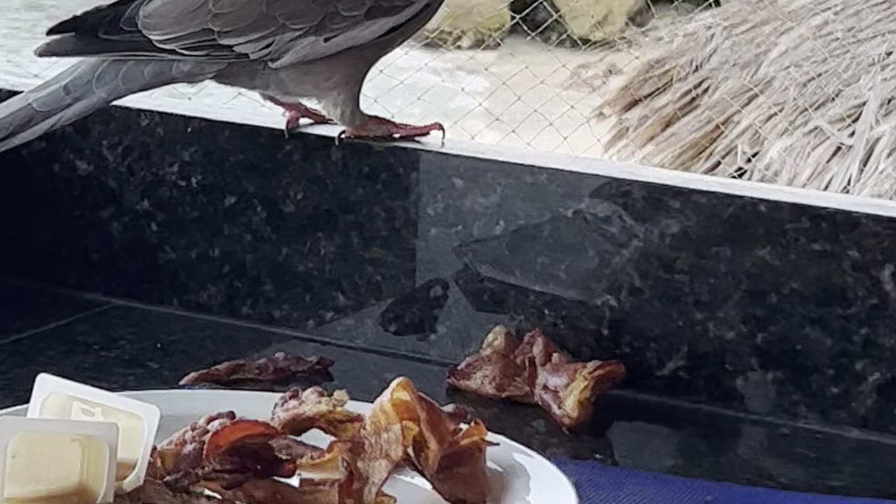 From my Bonaire seaside N.atural breakfast plate a W.ild "Black eye" Dove eats my bacon