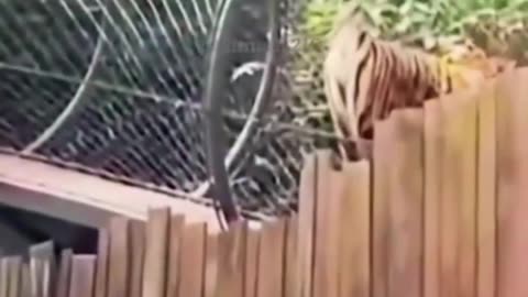 The tiger