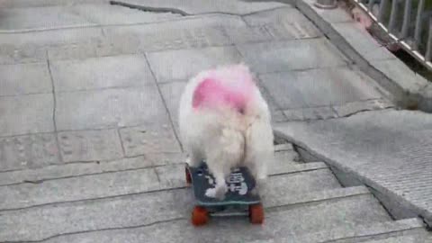 The dog plays skateboard down the stairs