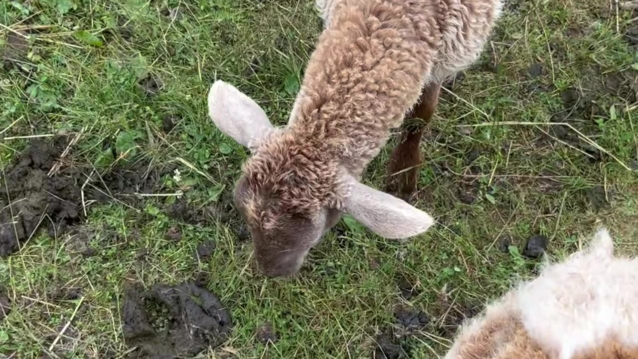 Sheep Belding Hill Farms