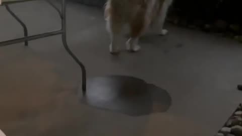 🐶🔥 You Won't Believe Where This Firefly is Hiding! | FunFM
