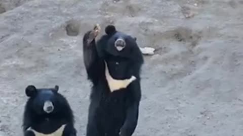 White crested black bears invitation