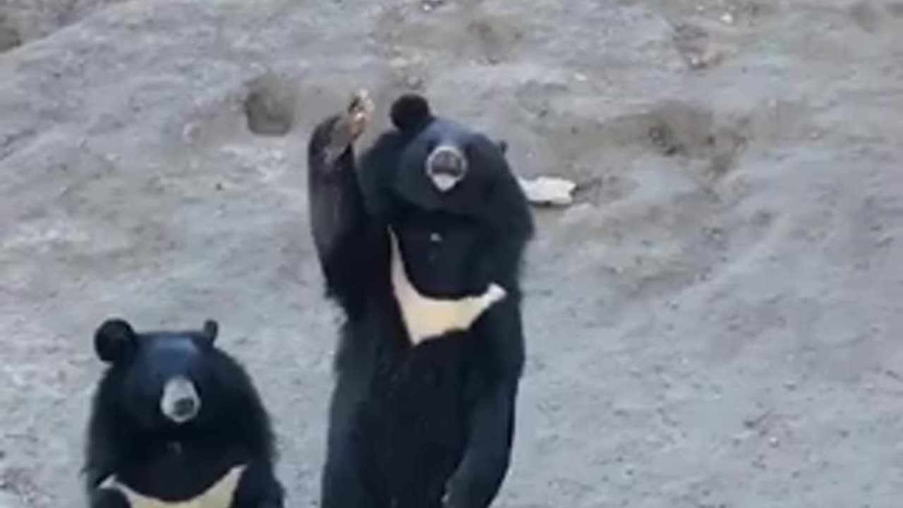 White crested black bears invitation