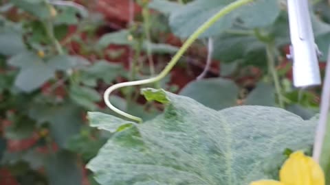 Flower isolation with forceps on melon #melon