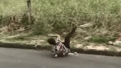 funny videos 2025