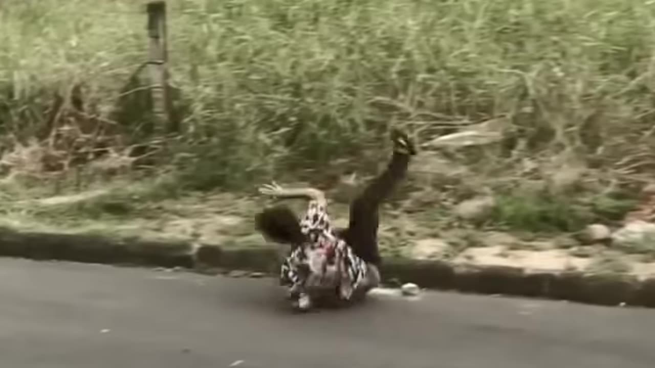 funny videos 2025