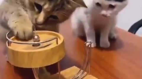 Cat kek