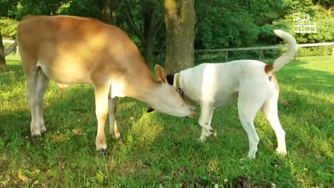 ADORABLE Baby Animal Videos _ 20+ Minutes Of Cute Baby Animals