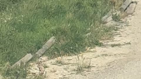 Bunny and Magpie Meet and Greet