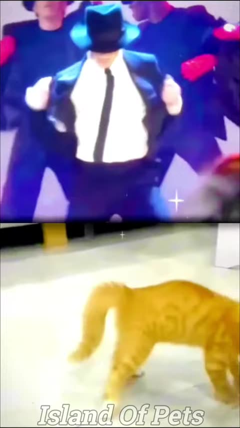 Funny Cats And Dogs Videos 😂 - Best Funniest Animal Videos 😅