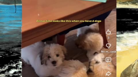 Just shorts videos - Follow 😜😋!!!!!!!