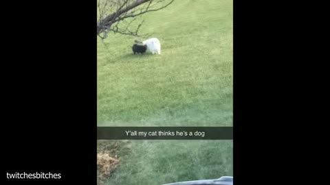 cat came with a factory defect