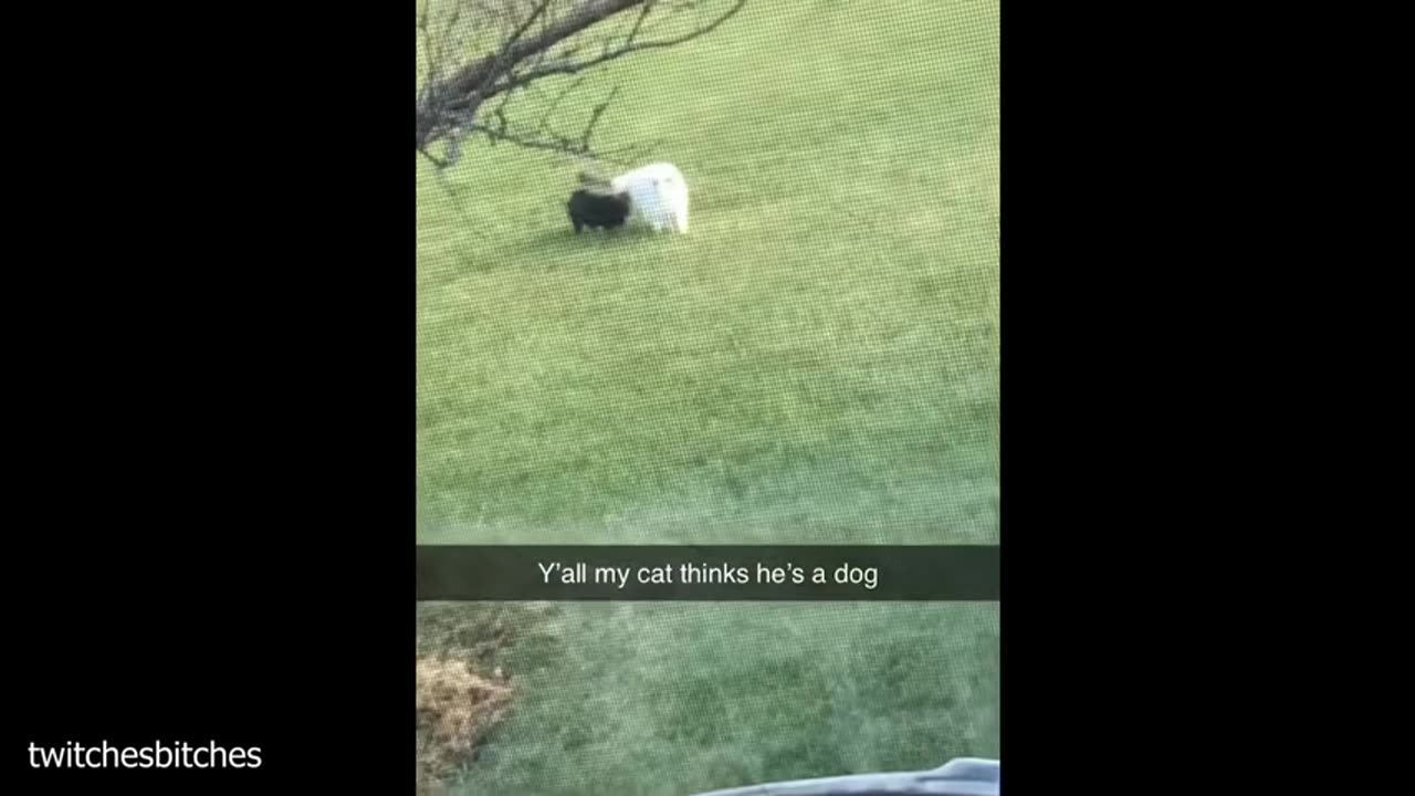 cat came with a factory defect