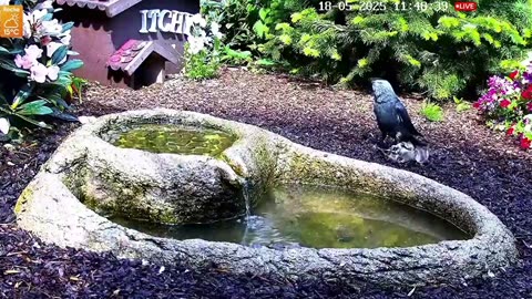 ⚠️ A jackdaw attacked a young starling 🐦🦅😧😱