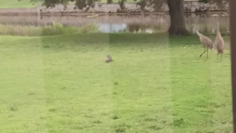 Alligator gets baby bird