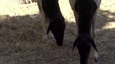 sheep