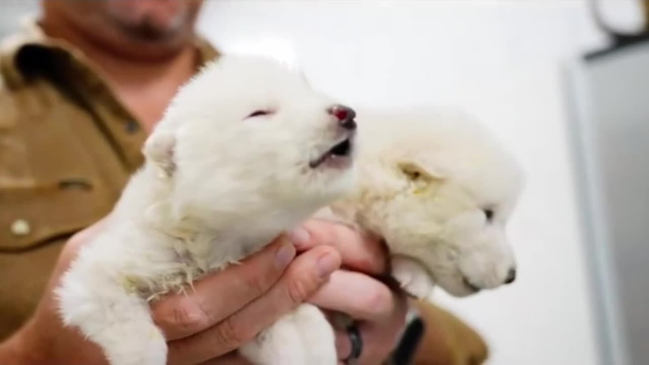 Game of thrones wolves