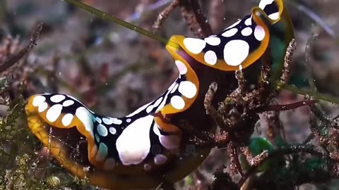 🧜‍♀️ Stunning creatures and colors from the bottom of the sea 🐚💫 part 2