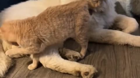 Dog vs Cat – Prank Edition کل‌کل سگ و گربه – نسخه شیطونی!