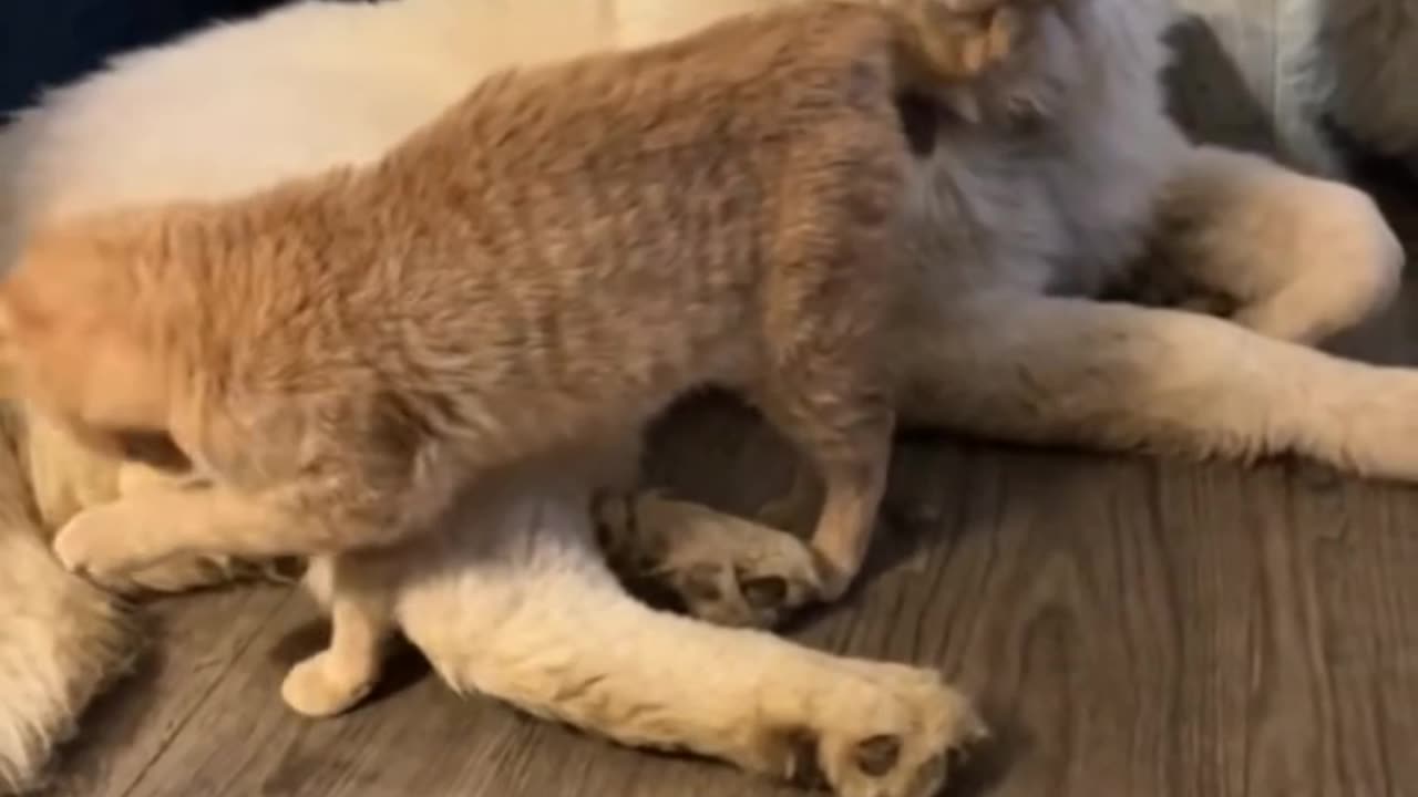 Dog vs Cat – Prank Edition کل‌کل سگ و گربه – نسخه شیطونی!