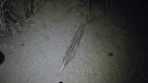 Leaf off of palm tree