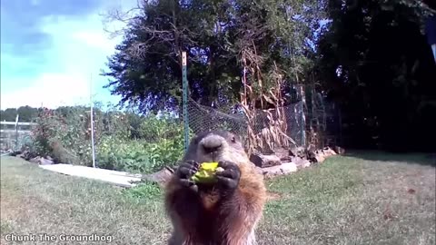 Funniest animal videos ever part 1