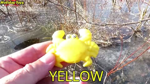 Orange Lobster Hides Behind Rocks to Look for Small Animals