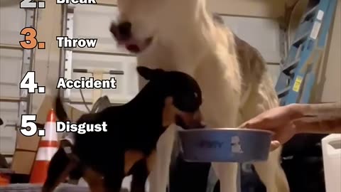 Ranking Best Trick Dogs Medicine Moments