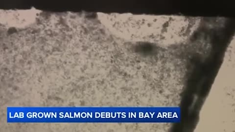 Lab-grown salmon