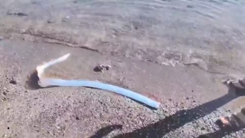 Bet you never saw an Oarfish - they live deep in the ocean. This is a baby...
