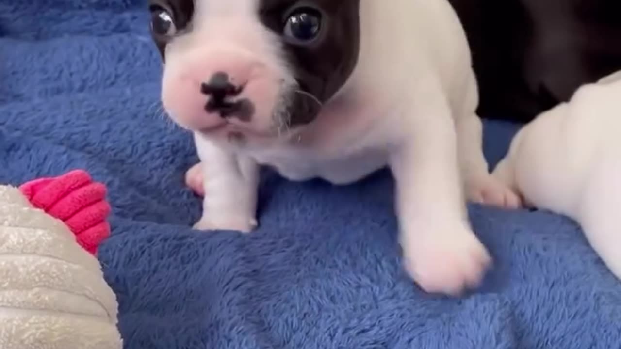 Tiny Puppy, Big Heart – A Soul Full of Love 💖 / Un Cățel Mic, Un Suflet Mare 🐶✨