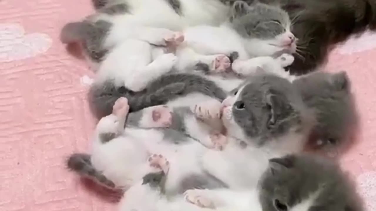 "Mom & Baby Cat & Mama Cat Moments That 🐾🍼 #MomAndKitten #BabyCats"