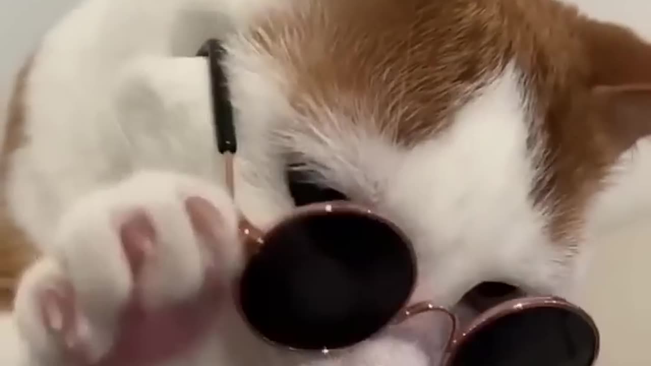 Cat funny🤣