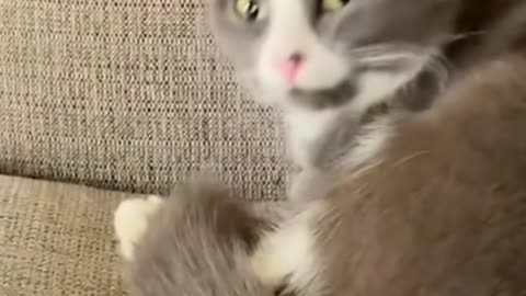 Animals Funny Video Clip 4