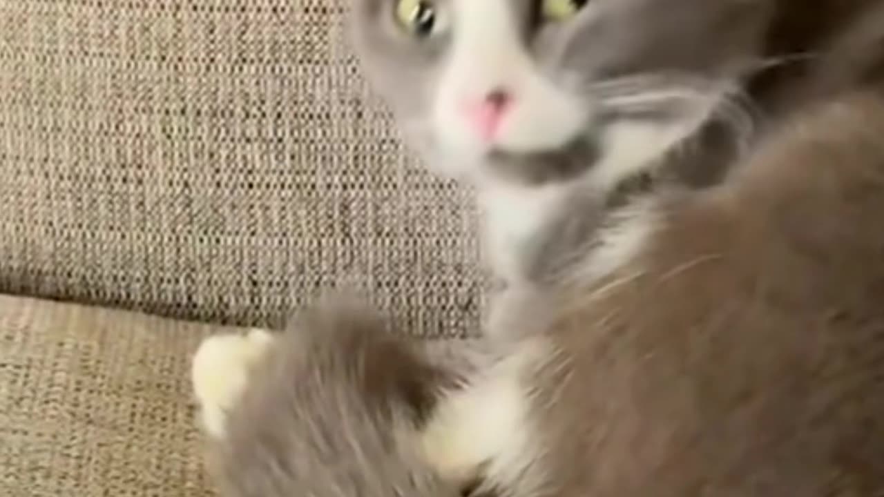 Animals Funny Video Clip 4