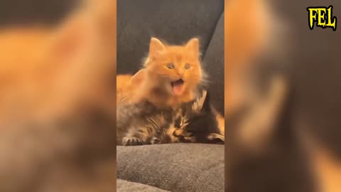 Try not to laugh